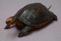 斑龜藏品圖，第4張